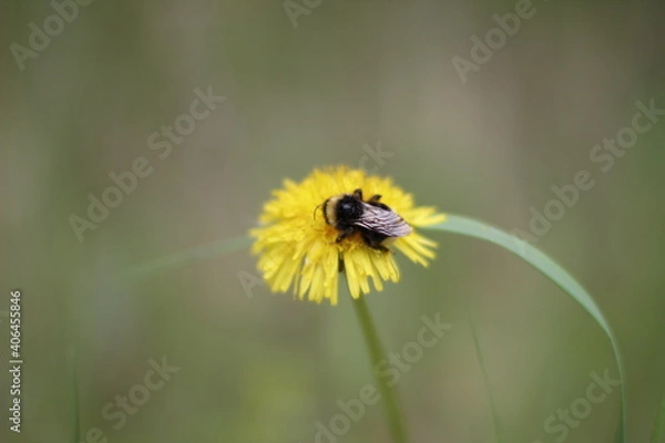 Obraz bee on dandelion