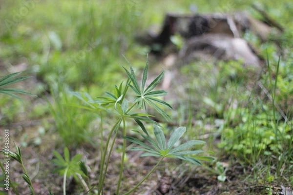 Obraz grass in a field