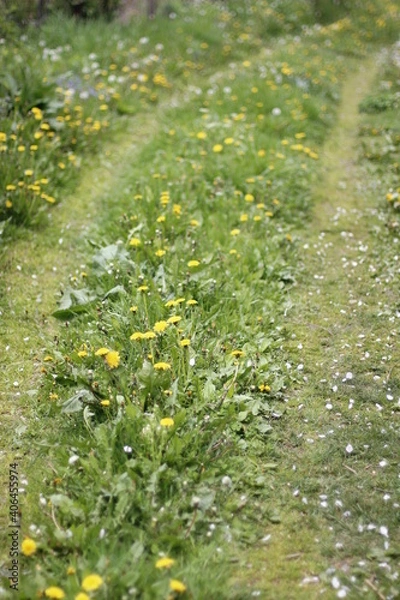 Obraz flowers in the grass