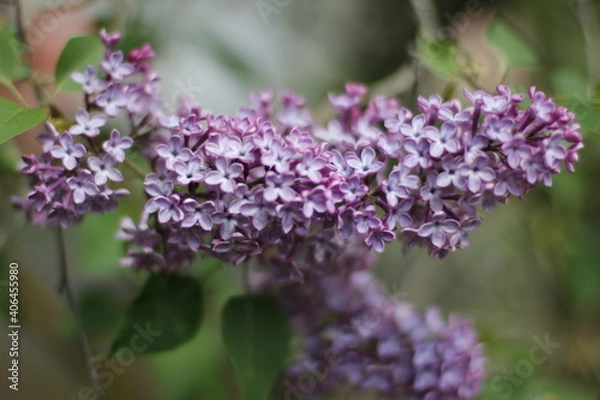 Obraz flowers in the garden