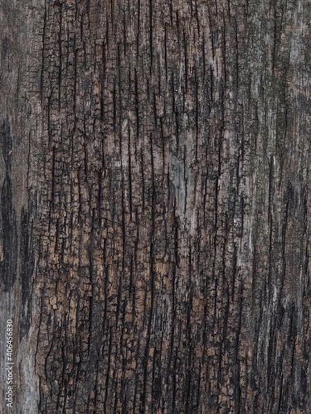 Fototapeta texture of a wet old tree