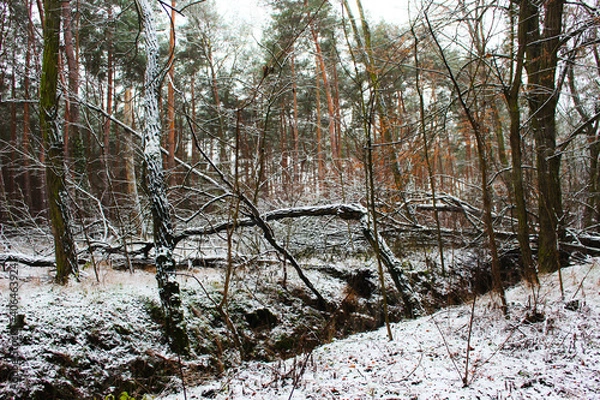 Obraz Winterlandschaft