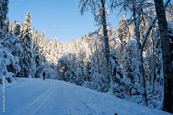 Fototapeta The snow covered forest just outside of downtown Oslo, Norway. It is a beautiful forest that many people use for recreation. Cross country, tenting, fishing and hunting is popular. Also alpine skiing.