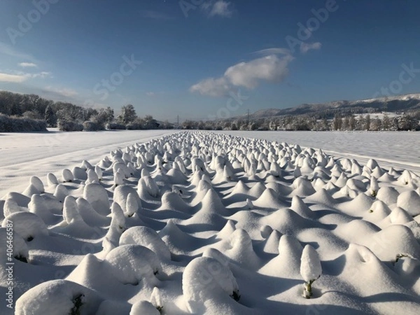 Obraz Field of Brussel Sprouts covered in deep snow.