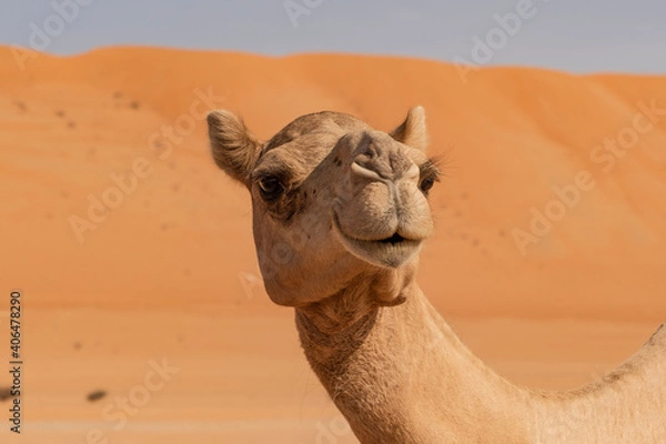 Obraz camel in the desert in Wahiba Sands in Oman
