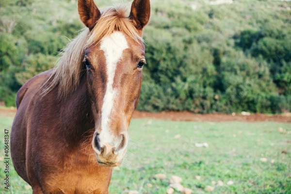 Obraz portrait of a golden horse in a green field