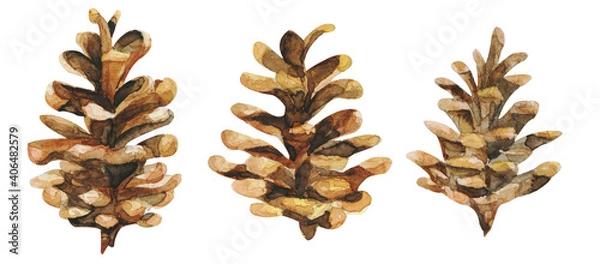 Fototapeta Set of brown pine cones on white background. Hand drawn watercolor illustration.botanical illustration, vintage drawing