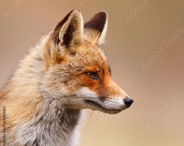 Obraz Portret Red Fox