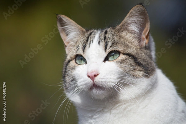 Obraz Primer plano de un gato con ojos azules verdosos.
