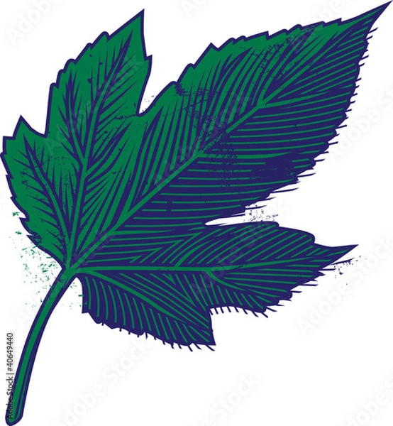 Obraz Mulberry Tree Leaf