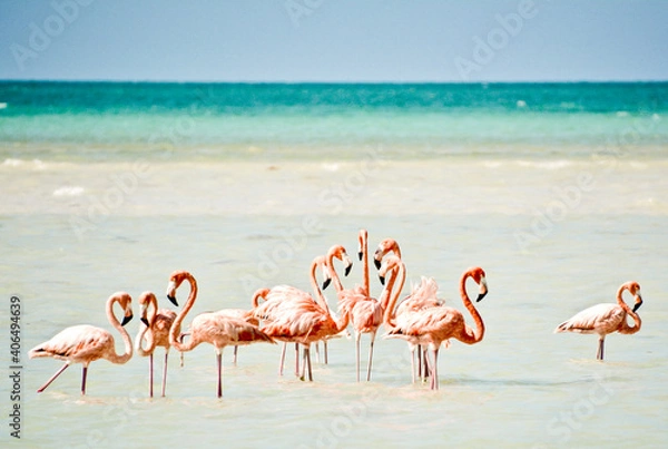 Obraz flamingos in the water on Isla Holbox in Mexico