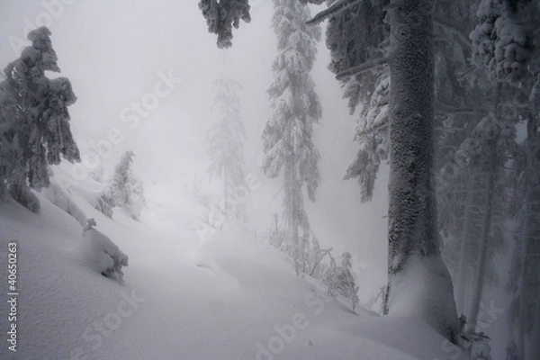 Fototapeta Winter tree