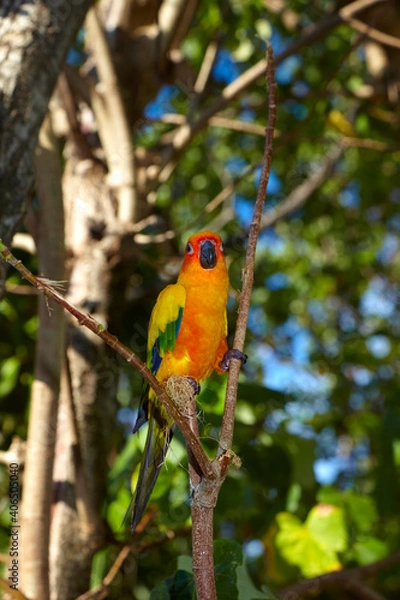 Fototapeta Beautiful variegated red-breasted parakeet taken outdoors.