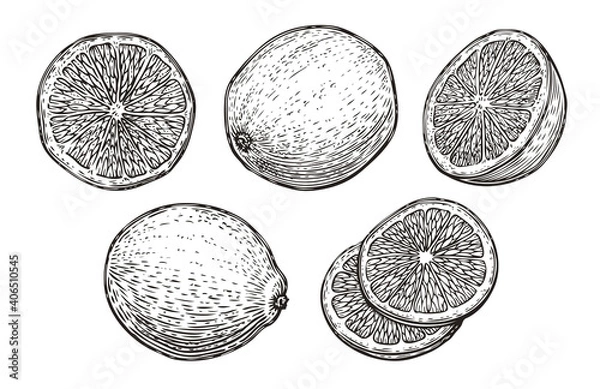 Fototapeta Hand drawn lime or lemon set. Fruit citrus sketch vector