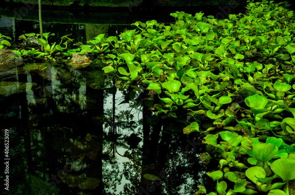 Fototapeta leaves in the water