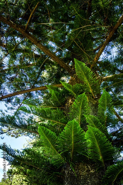 Obraz Palm tree at the beach