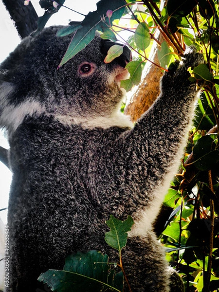 Obraz koala in tree