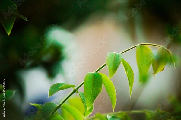 Obraz green leaves background