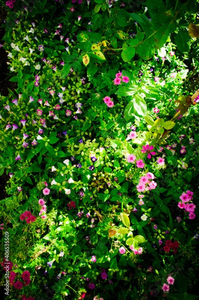 Obraz flowers in a garden