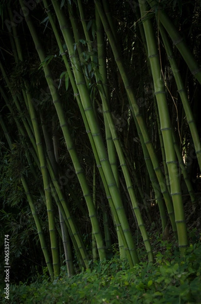 Obraz bamboo forest