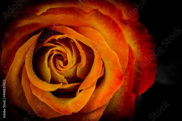 Obraz red rose closeup