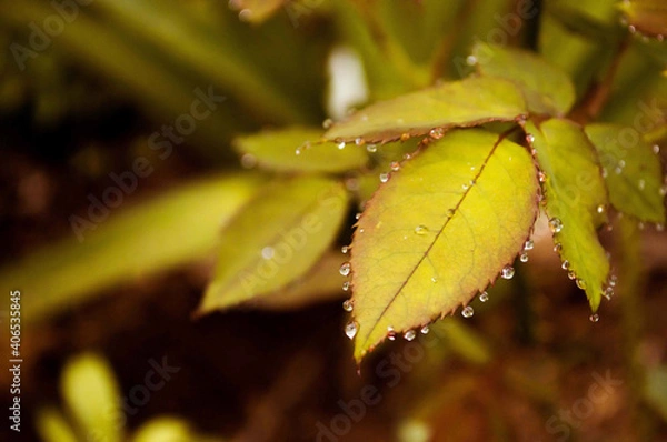 Obraz leaf with water drops