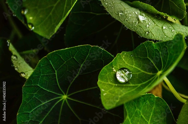 Obraz water drops on leaf