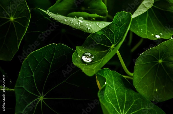 Obraz leaf with water drops