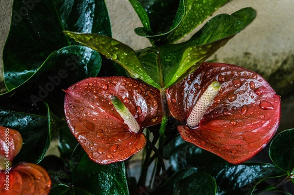 Obraz red anthurium with water drops