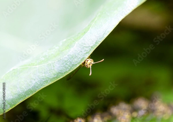 Fototapeta wasp,nest, yellow, dangerous, insect, nature, sting, macro, wildlife, vespula, danger, animal, pest, fly, hymenoptera, black, wild, honeycomb, colony, bee, hive, nobody, outdoor,  cell, striped, preda