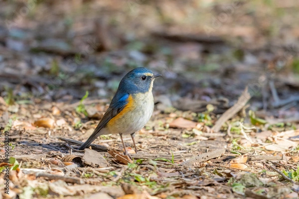 Obraz ルリビタキ