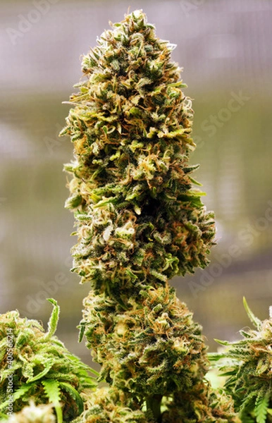 Obraz Sweet N Sour Haze