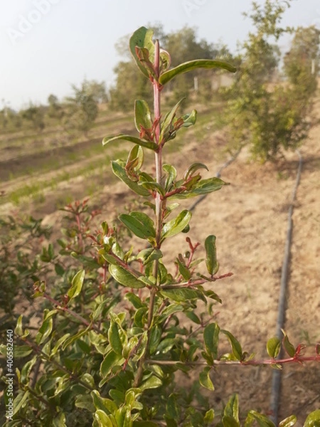 Obraz A beautiful pomegranate stem in garden