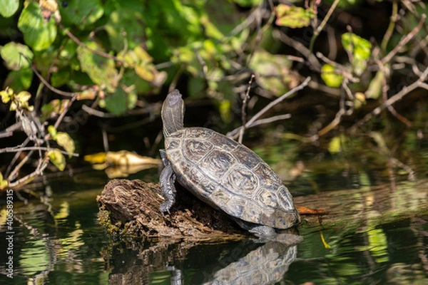 Obraz Turtle on old dry tree in the river