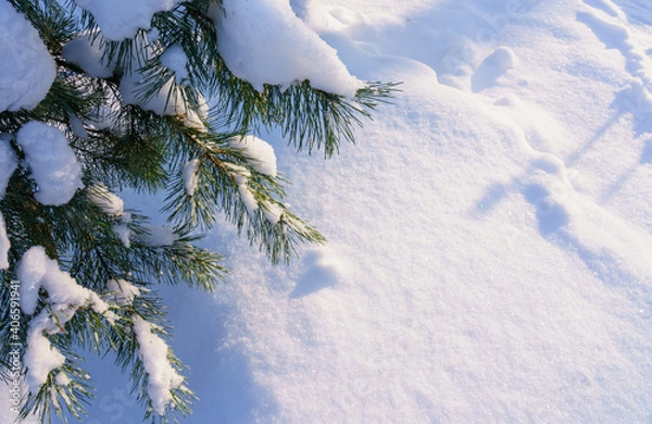 Obraz Pine branches in the snow on the background of a snowdrift in winter in December in Russia