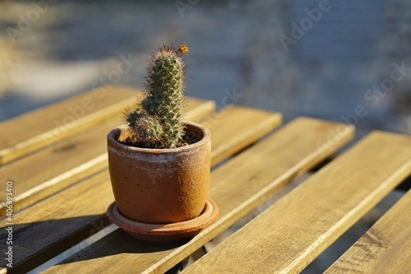 Obraz Cactus plants in cray pot on wooden table with blurred chair background the sunlight.