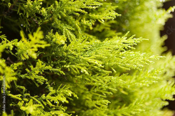 Fototapeta light green cypress branches close up, close up of green fern