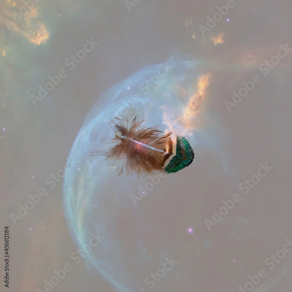 Obraz Small feather with coloured background