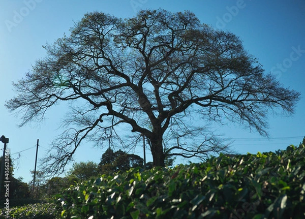 Fototapeta 静岡県･牛代の水目桜