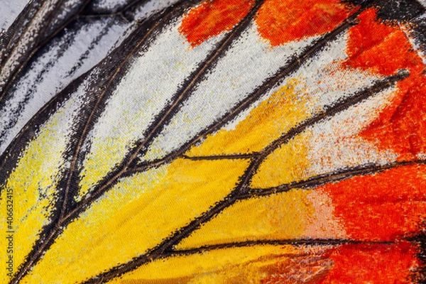 Fototapeta Macro closeup of butterfly wing texture background pattern.
