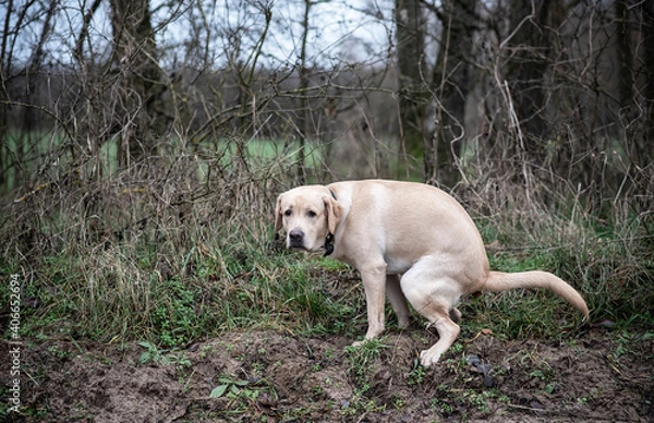 Obraz Labrador Retriever poop in the park