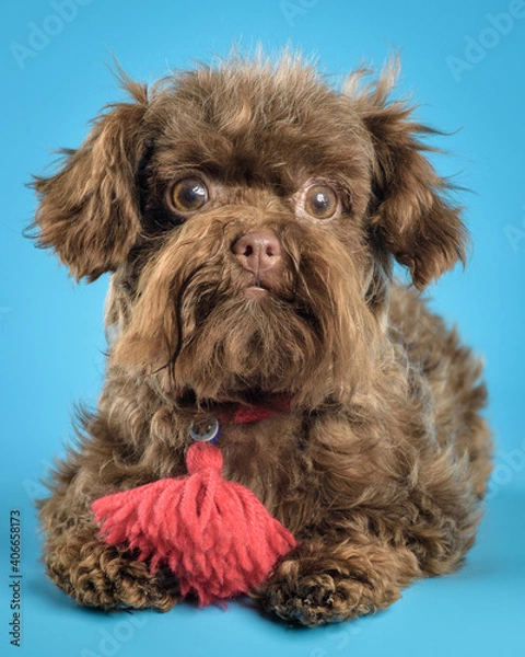 Obraz Puppy in studio on a neutral background