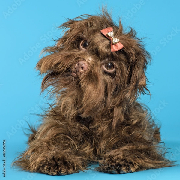 Fototapeta Puppy in studio on a neutral background