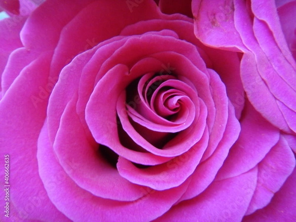 Obraz Pink rose buds