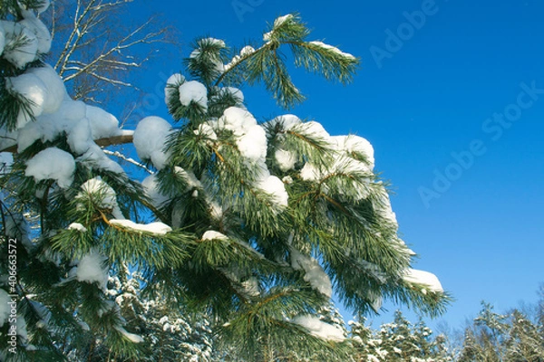 Obraz Pine Branch. Natural Background