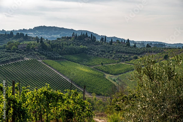 Obraz vineyard in the mountains