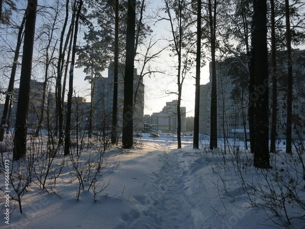 Obraz Winter park, snow, pine trees.