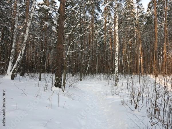 Obraz Winter park, snow, pine trees.