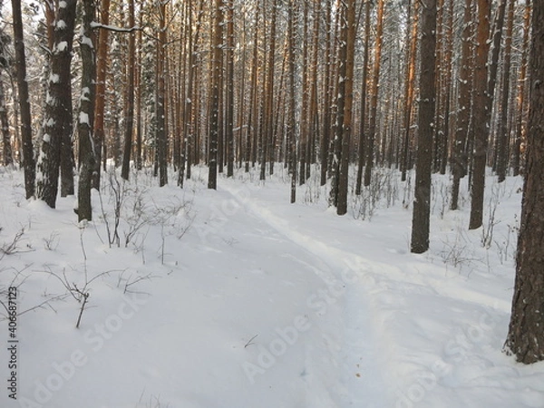 Fototapeta Winter park, snow, pine trees.