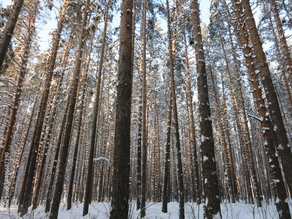 Fototapeta Winter park, snow, pine trees.